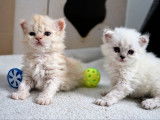 2 chatons mâles Selkirk Rex LOOF disponibles à l’achat