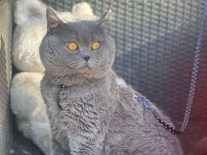 6 chatons British Shorthair LOOF à vendre
