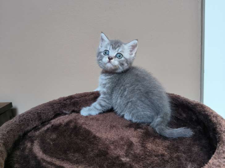 Chatonne British Shorthair blue silver tabby avec pedigree à vendre