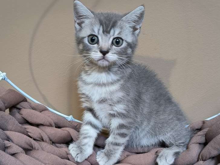 Femelle British Shorthair avec pedigree à vendre