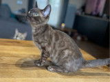Chaton mâle Bengal mink charcoal LOOF à réserver
