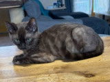 Chaton mâle Bengal mink charcoal LOOF à réserver