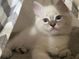 Chaton mâle Ragdoll LOOF blue tabby disponible à la réservation