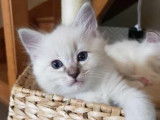 Chaton mâle Ragdoll LOOF blue tabby disponible à la réservation
