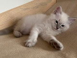 Chaton mâle Ragdoll LOOF blue tabby disponible à la réservation