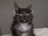 Une chatonne Maine Coon LOOF à vendre