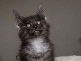 Une chatonne Maine Coon LOOF à vendre