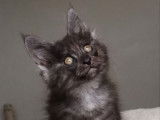 Une chatonne Maine Coon LOOF à vendre