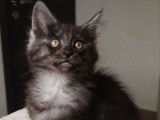 Une chatonne Maine Coon LOOF à vendre