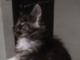 Une chatonne Maine Coon LOOF à vendre