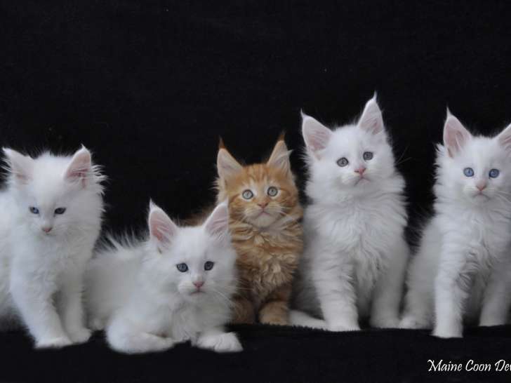 Adorables chatons Maine Coon LOOF disponibles