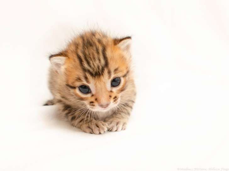 À réserver 2 chatons Bengals mâles LOOF