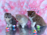 À réserver 3 chatons Selkirk Rex Longhair (LOOF)