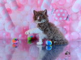 À réserver 3 chatons Selkirk Rex Longhair (LOOF)