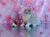 À réserver 3 chatons Selkirk Rex Longhair (LOOF)