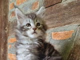 5 chatons m&acirc;les Maine Coons LOOF disponibles &agrave; la r&eacute;servation
