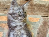 5 chatons m&acirc;les Maine Coons LOOF disponibles &agrave; la r&eacute;servation