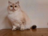 Une chatonne British Shorthair golden point LOOF &agrave; vendre