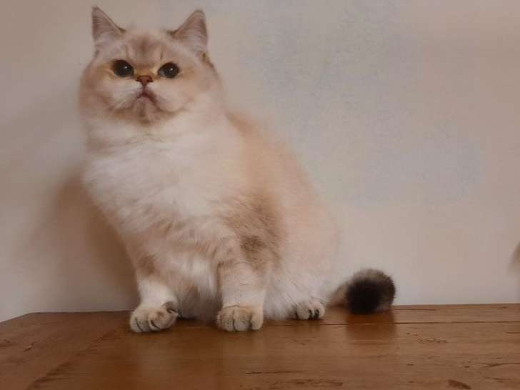 Une chatonne British Shorthair golden point LOOF à vendre