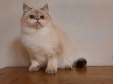 Une chatonne British Shorthair golden point LOOF &agrave; vendre