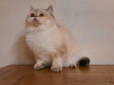 Une chatonne British Shorthair golden point LOOF &agrave; vendre