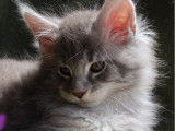 À réserver 1 chatonne Maine Coon LOOF