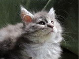 À réserver 1 chatonne Maine Coon LOOF