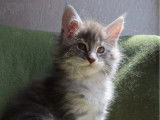 À réserver 1 chatonne Maine Coon LOOF