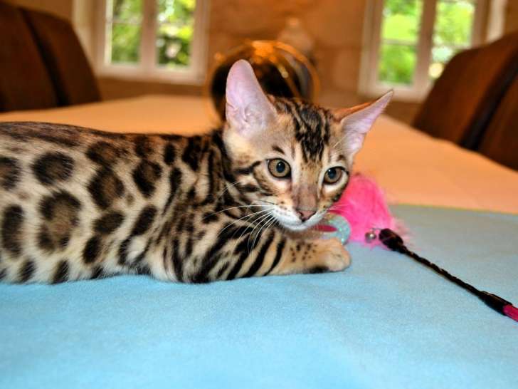 2 chatons Bengals LOOF marron disponibles à la vente