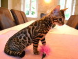 2 chatons Bengals LOOF marron disponibles à la vente