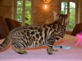 2 chatons Bengals LOOF marron disponibles à la vente