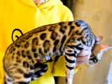 2 chatons Bengals LOOF marron disponibles à la vente