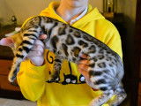 2 chatons Bengals LOOF marron disponibles à la vente
