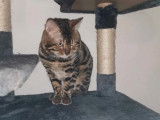 Un chat mâle Bengal de 5 ans LOOF marron en vente