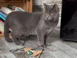 Une chatonne Chartreux LOOF bleue disponible à l’achat