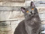 Une chatonne Chartreux LOOF bleue disponible à l’achat