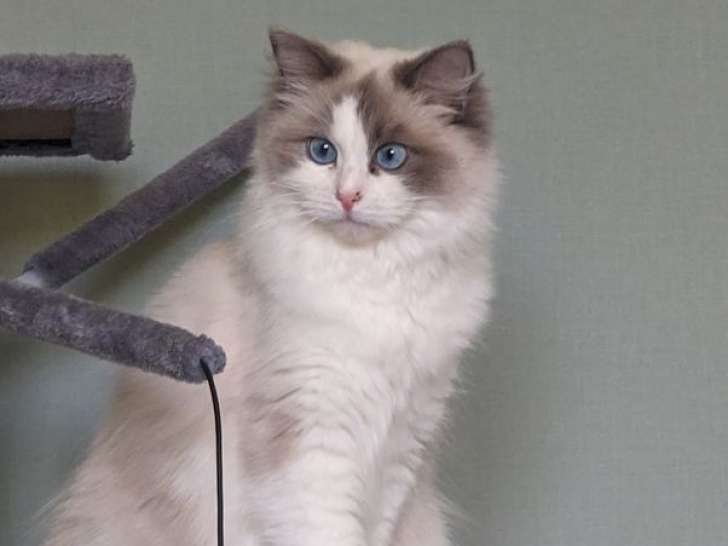 Une chatte adulte Ragdoll blue point LOOF d’un an disponible à la vente
