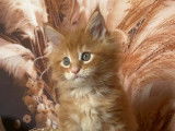À réserver 7 chatons Maine Coons LOOF