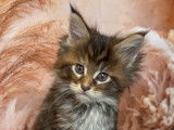 À réserver 7 chatons Maine Coons LOOF