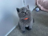 &Agrave; r&eacute;server 3 chatons British Shorthair bleus LOOF