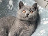 &Agrave; r&eacute;server 3 chatons British Shorthair bleus LOOF
