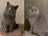 &Agrave; r&eacute;server 3 chatons British Shorthair bleus LOOF