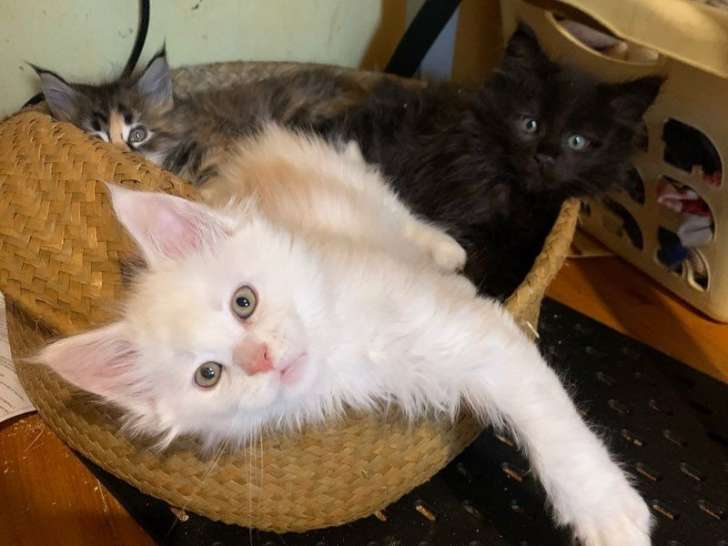 4 chatons Maine Coons LOOF à réserver