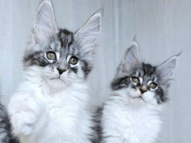 À réserver 3 chatons Maine Coons LOOF noir argenté
