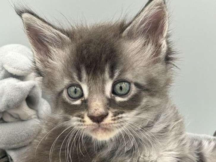 Des chatons Maine Coons LOOF disponibles à la réservation