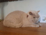 Chatte adulte British Shorthair fawn LOOF de 6 ans disponible à l’achat