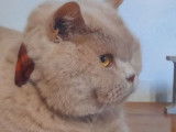 Chatte adulte British Shorthair fawn LOOF de 6 ans disponible à l’achat