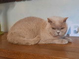 Chatte adulte British Shorthair fawn LOOF de 6 ans disponible à l’achat