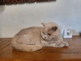 Chatte adulte British Shorthair fawn LOOF de 6 ans disponible à l’achat