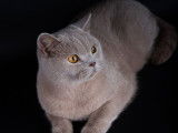 Chatte adulte British Shorthair fawn LOOF de 6 ans disponible à l’achat